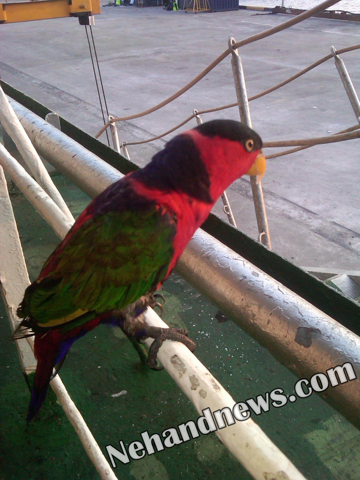 Cara Memilih Bakalan Burung Nuri Kepala Hitam Irian Yang Baik Dan