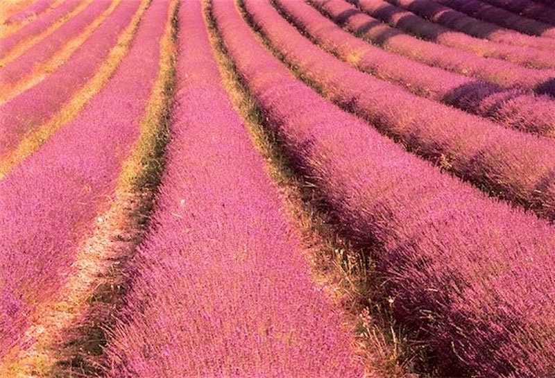 20 Stunning Pictures Of Lavender Fields In France