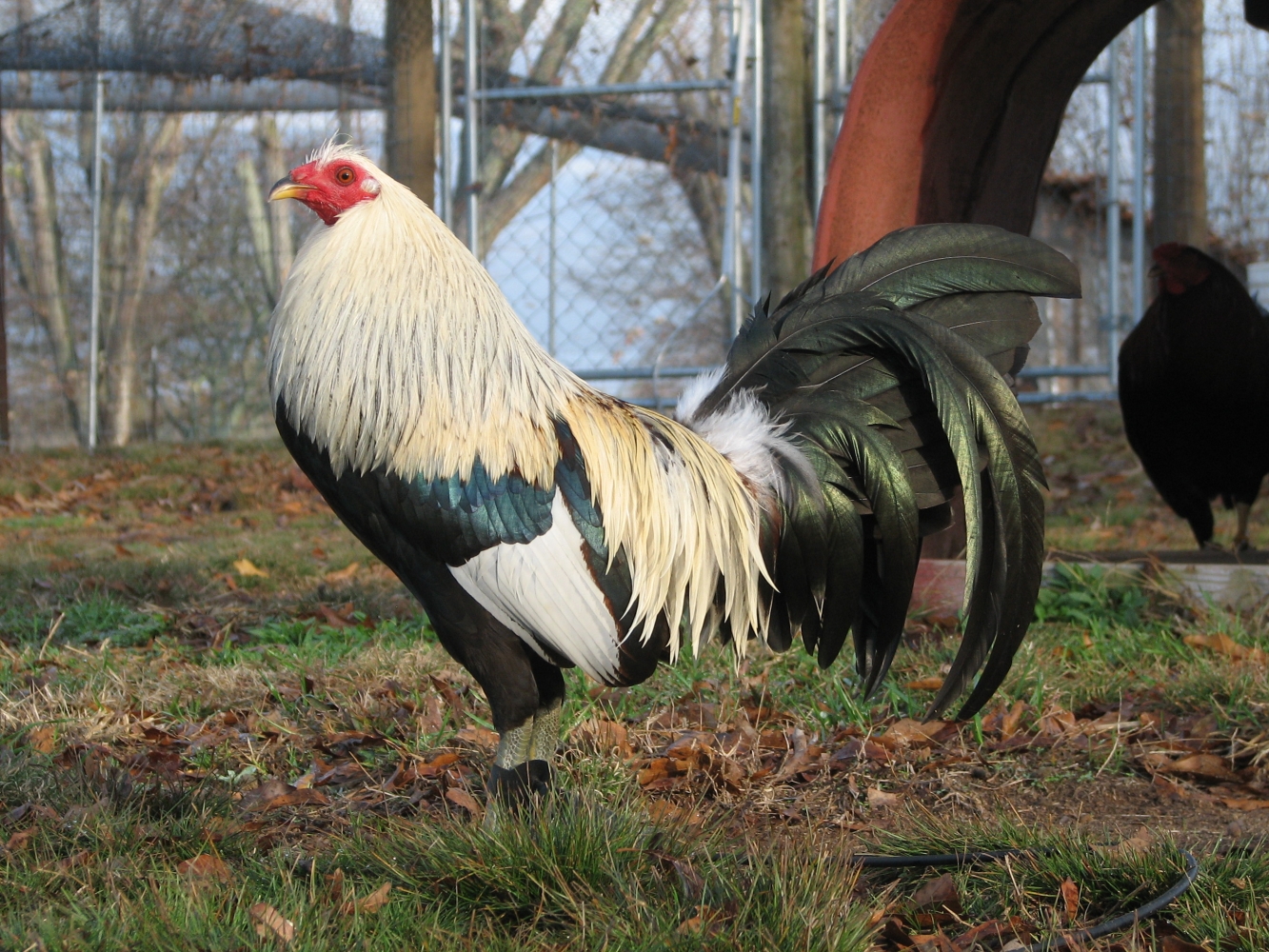 Apakah Games Online Bisa Menguntungkan? Penggunaan Taji