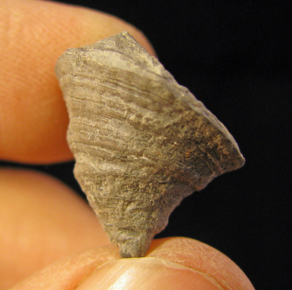 Views of the Mahantango: Hadrophyllum woodi coral from the Windom Shale