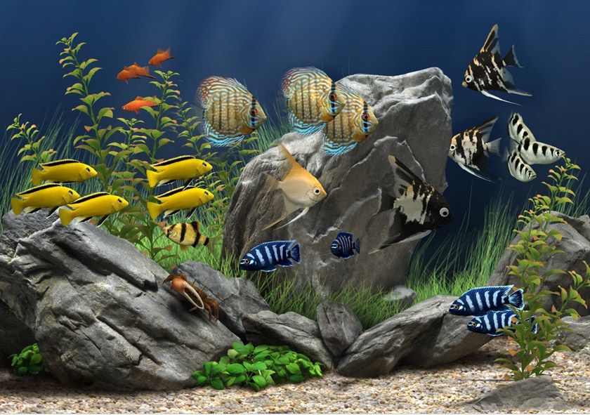 Manfaat Memelihara Ikan Hias Aquarium Dirumah Manfaat Memelihara Ikan Hias Aquarium Dirumah