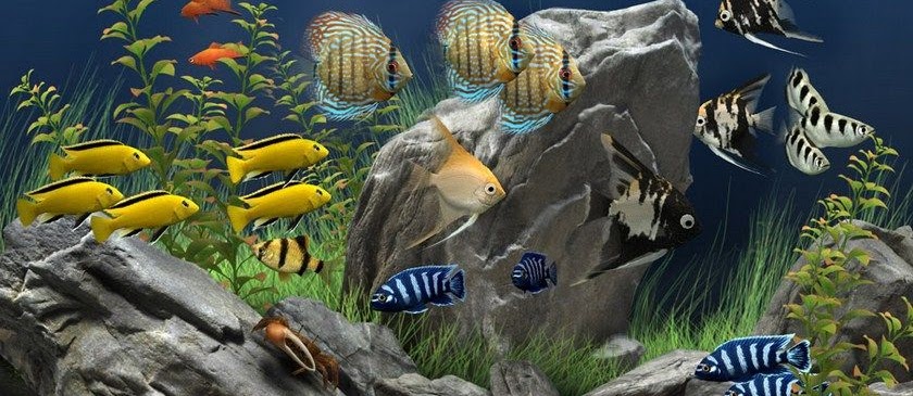 Manfaat Memelihara Ikan Hias Aquarium Dirumah