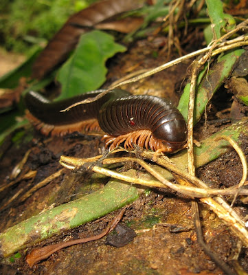 giant jungle millipede