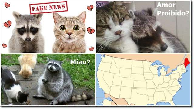 Origem EUA raça gatos Maine Coon: cruzamento entre gato e guaxinim? Raccon and cat