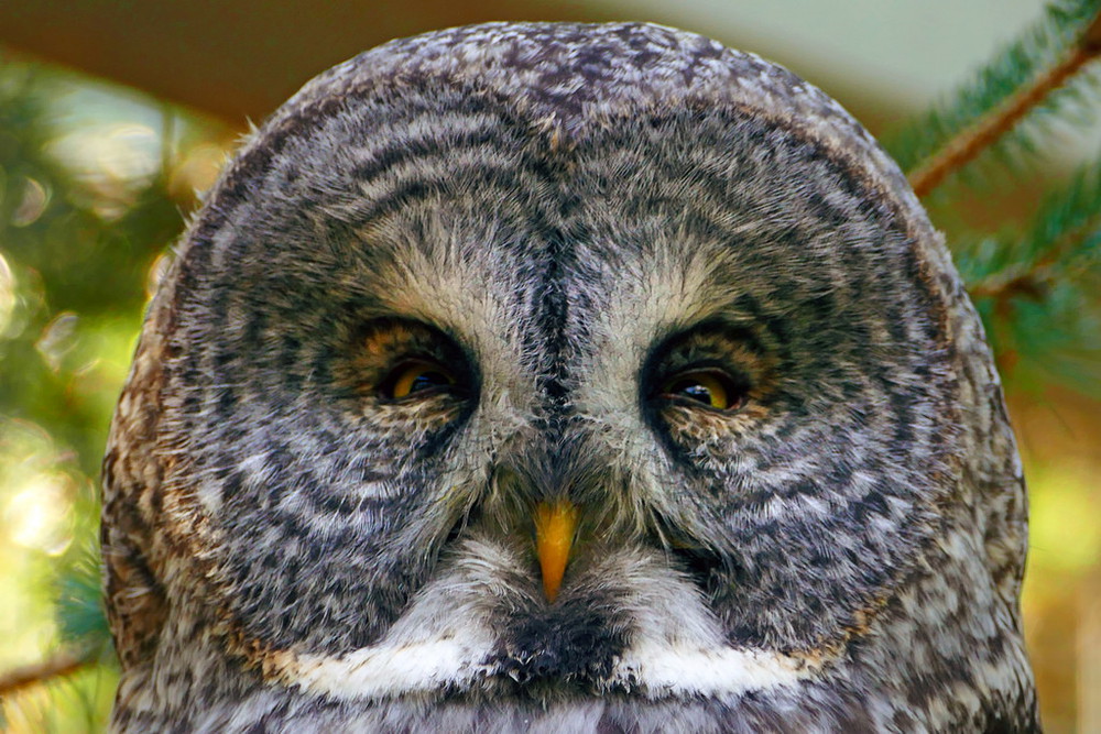 Great grey owl lifespan and facts