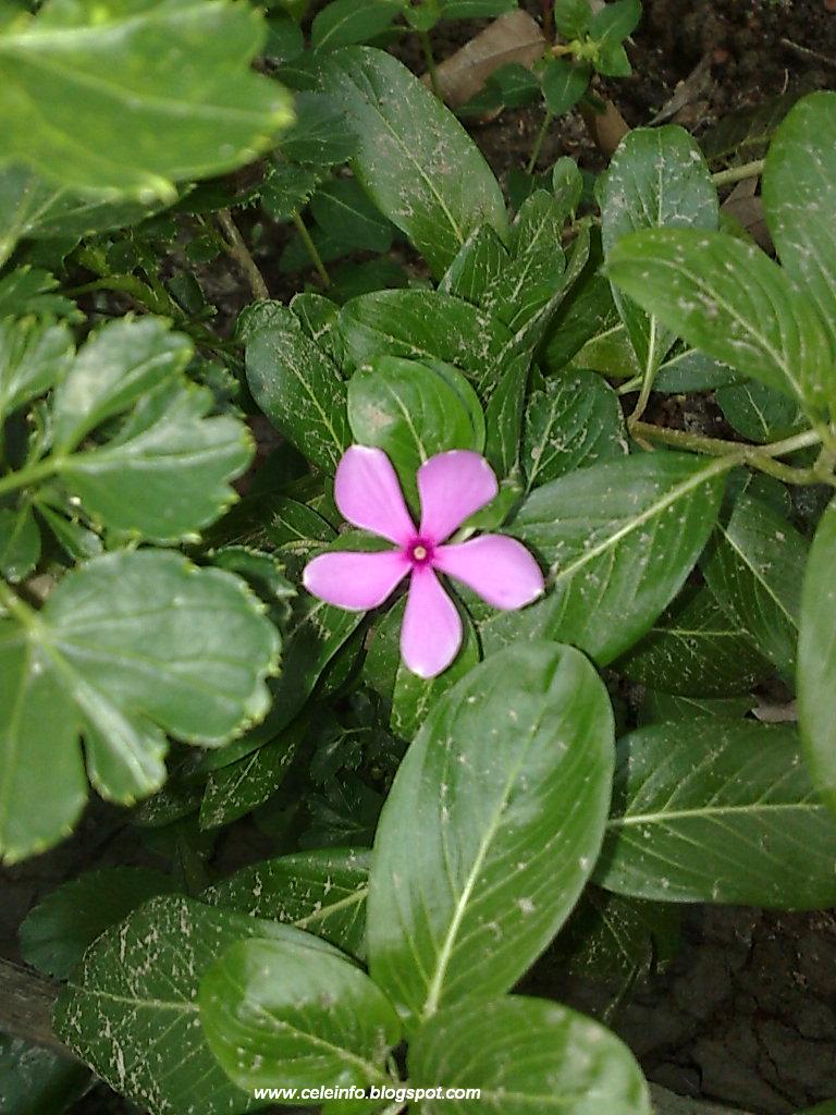 CELEBRATING INFORMATION Real beautiful flowers of villages