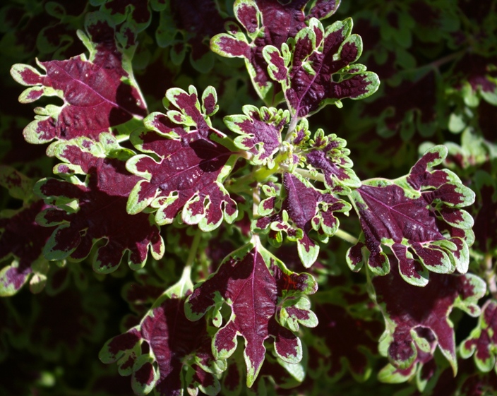 John Grimshaw&rsquo;s Garden Diary: Coruscating coleus
