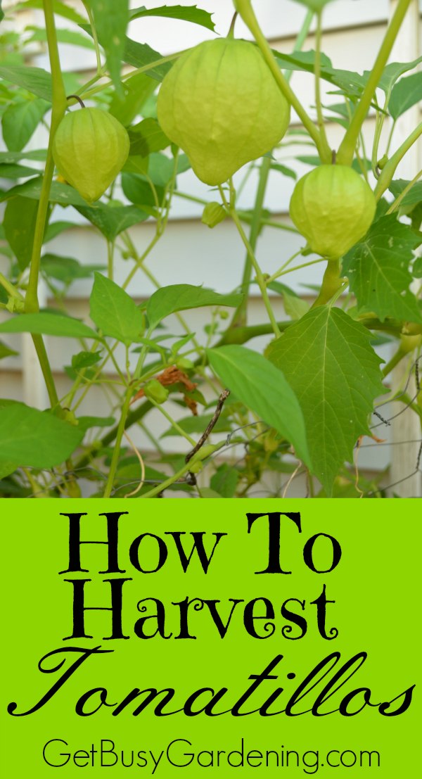 A Growing Guide, Tips How to Grow Tomatillos Everything About Garden