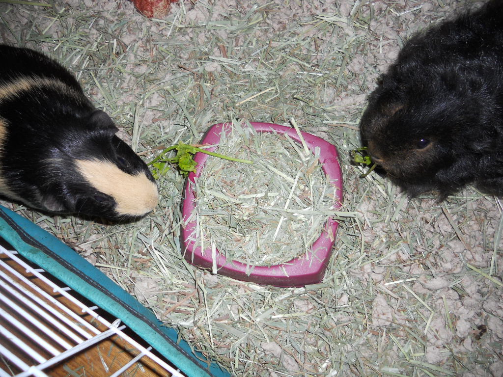 Cavy Savvy A Guinea Pig Blog Can Guinea Pigs Eat Cilantro?