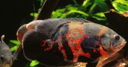 Nama Nama Ikan Hias Air Tawar Yang Unik Cara Merawat Ikan Arwana