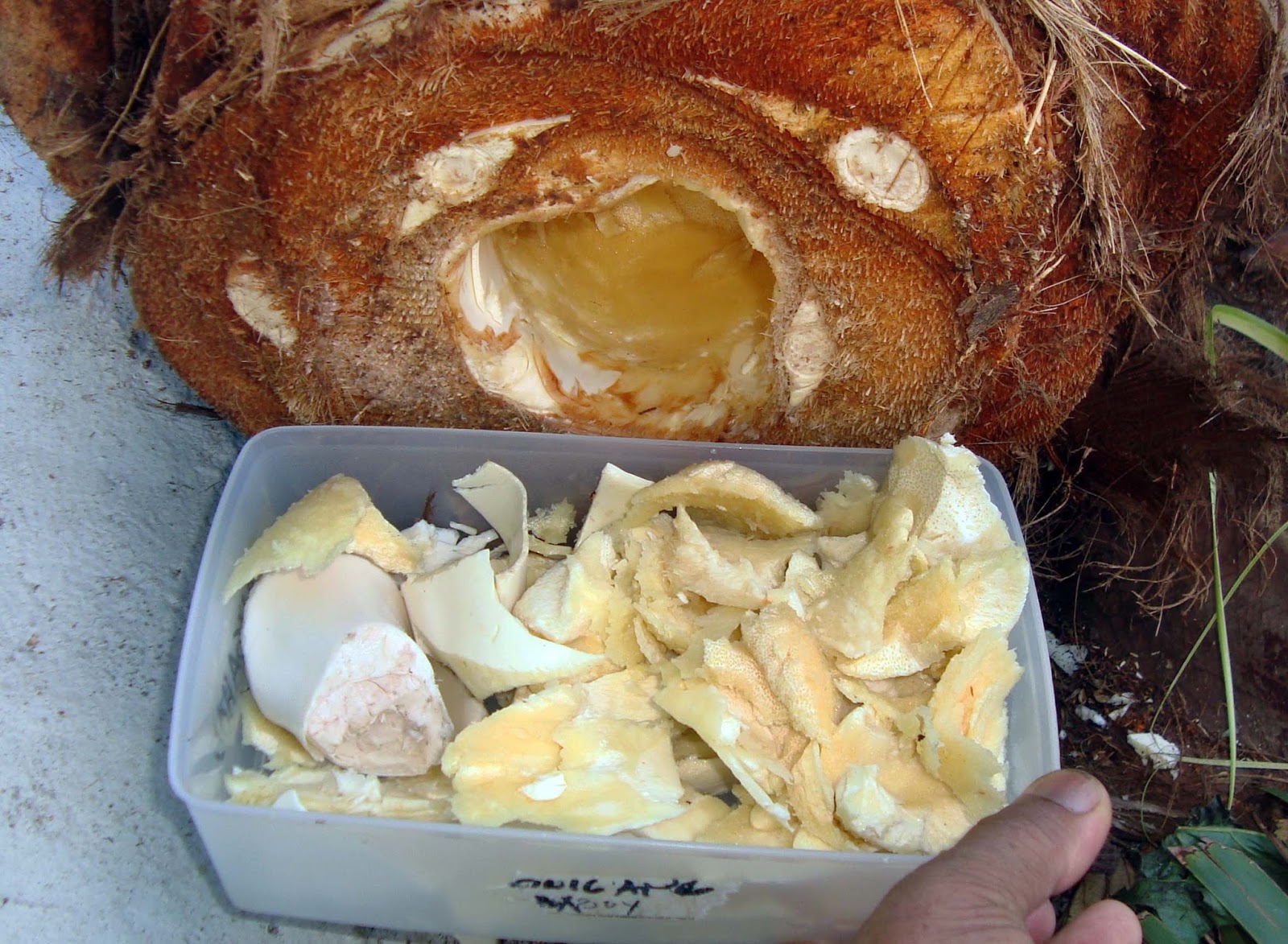 Living with Nature School on Blog by Dr. Abercio V. Rotor Harvesting