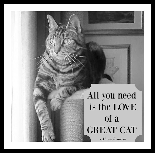 all you need is the love of a great cat