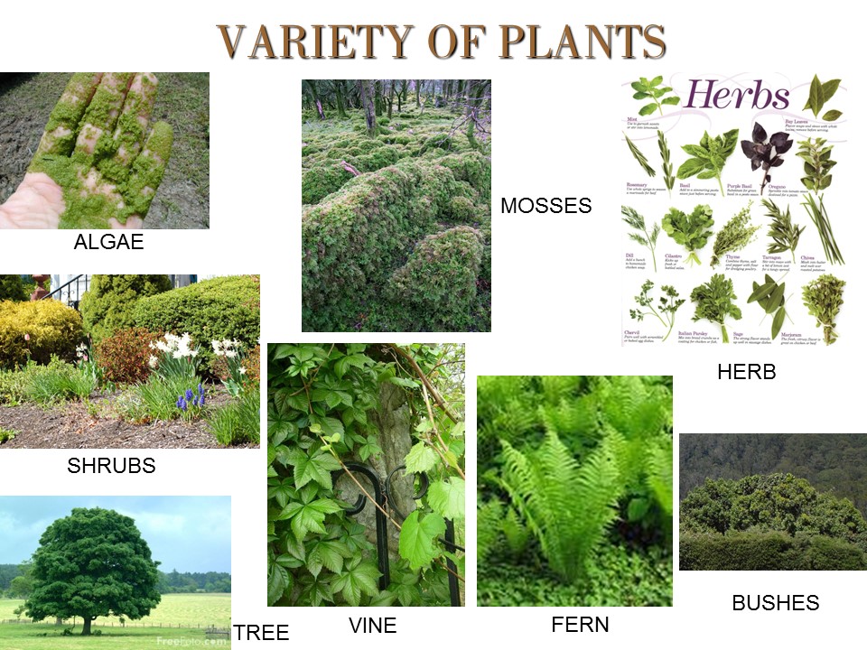 10 Non Flowering Plants informacionpublica.svet.gob.gt