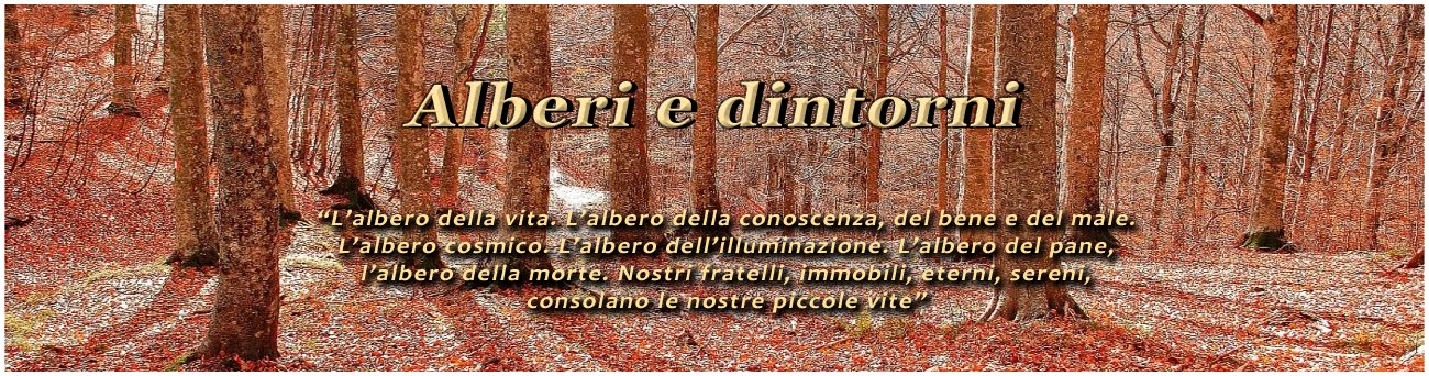 Alberi e dintorni