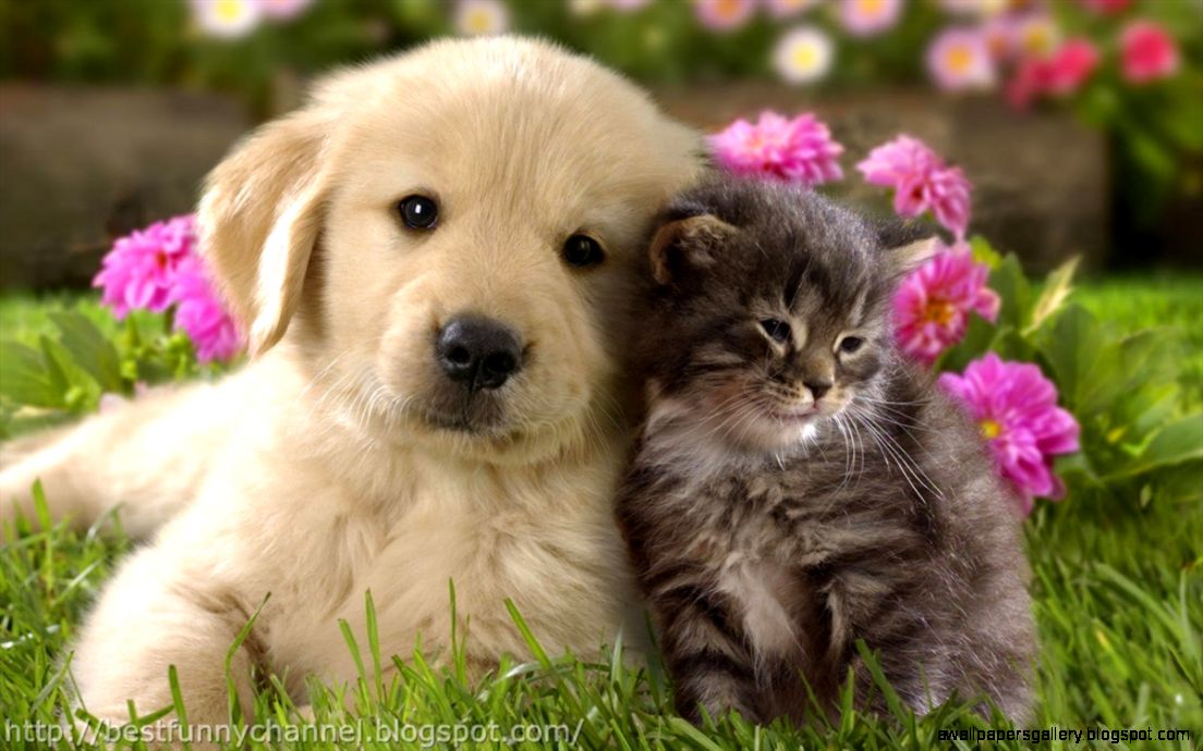 Pictures Puppies And Kittens Hd Cute Kittens And Puppies Kissing