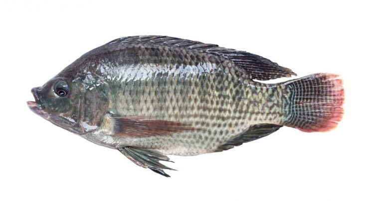Tilapia Or Snapper Which Fish Reigns Supreme - 9zn1ktw