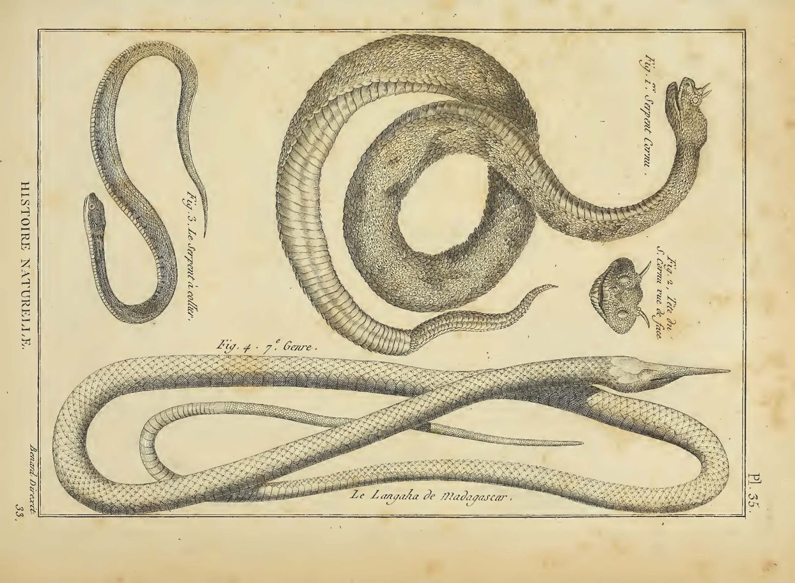 Life is short, but snakes are long: Malagasy Leaf-nosed Snakes