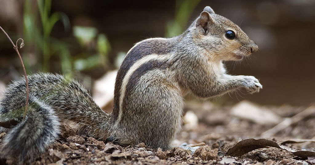 Indian Epics Readings and Resources Item. Featured Story Rama and