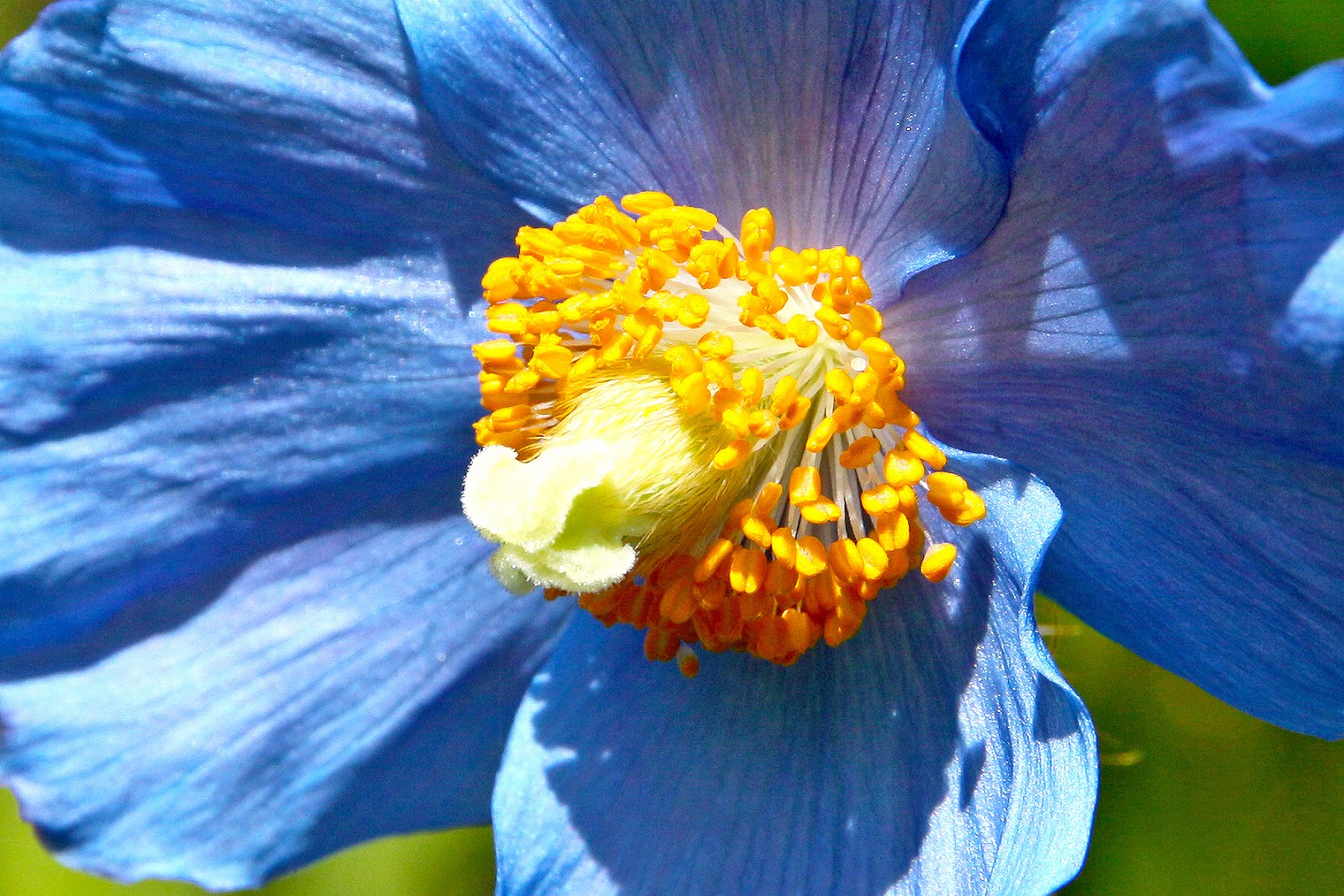 HAKONE BOTANICAL GARDEN OF WETLANDSOFFICIAL