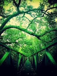 Hutan Bakau Mangrove Margomulyo Balikpapan | Lokasi Pariwisata