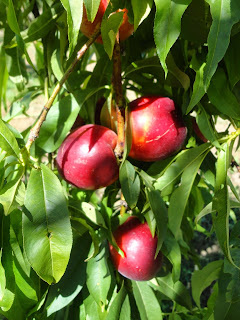 NECTARINAS MADURAS EN EL ÁRBOL