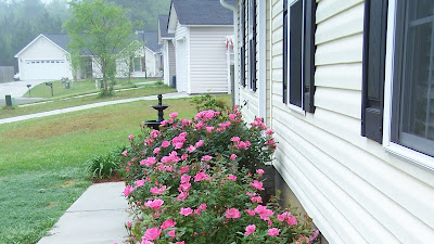 Double Knock Out Roses
