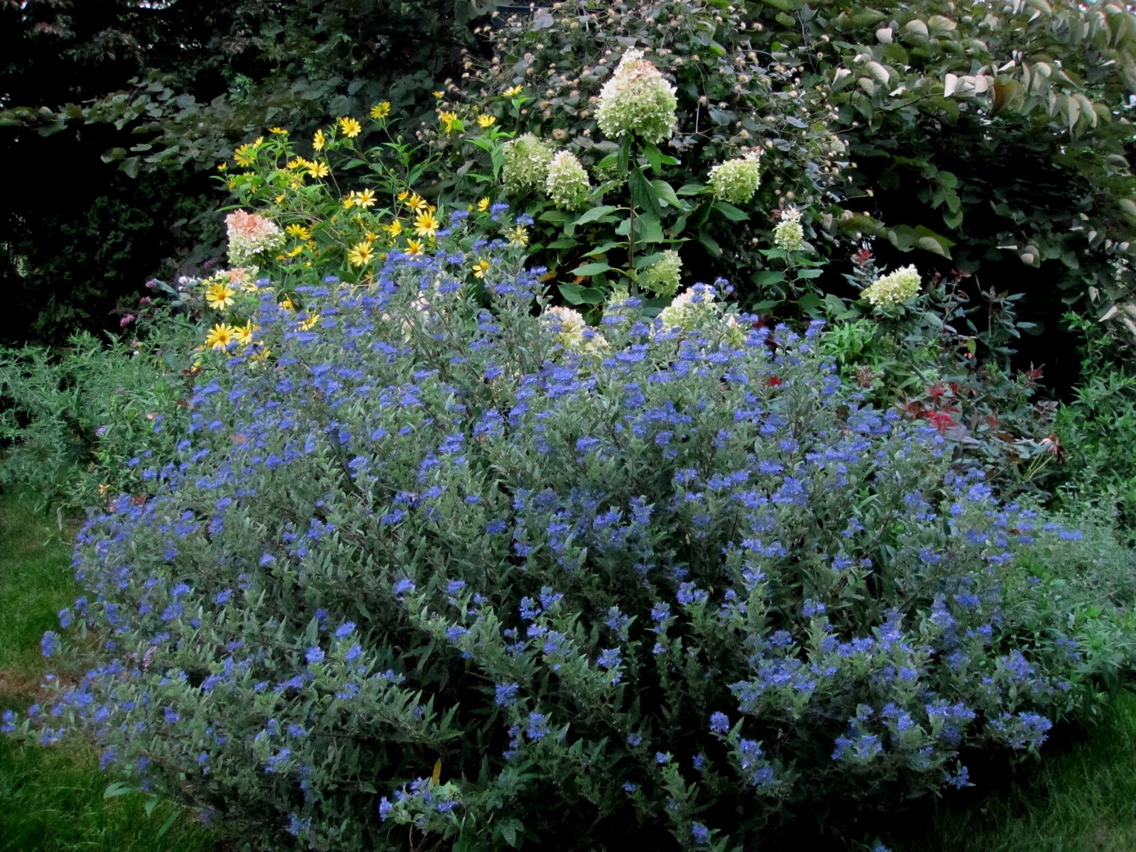 Caryopteris Blue Mist 62