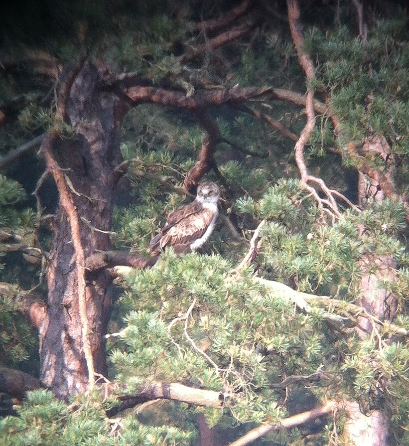 Short-toed Eagle Short-toed Eagle