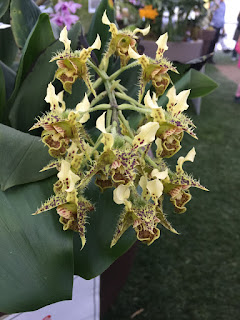 , Mostre primaverili: Horti di Veio e Monteporzio catone 2017, diarid'orchidee