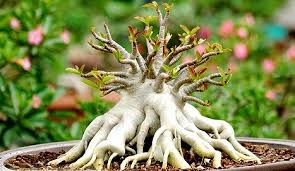 Cara Membesarkan Akar Bonsai Adenium Paling Mudah