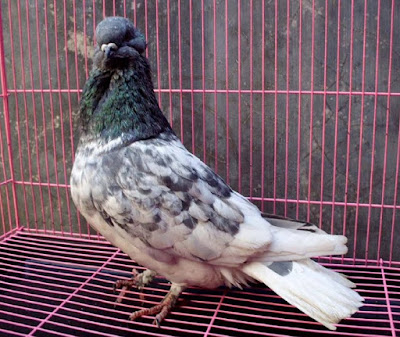 kriteria penilaian kontes merpati lokal jenis brongsong | Pawiro Bird Farm | Dove and Pigeon Breeder