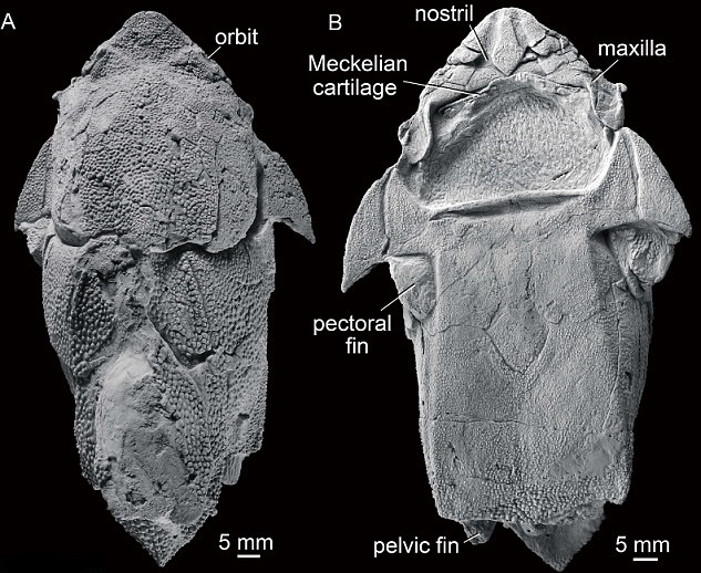 Early fossil fish from China shows where our jaws came from Early fossil fish from China shows where our jaws came from