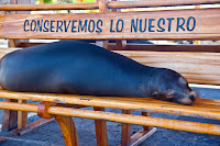 Sea Lion in San Cristobal, Galapagos