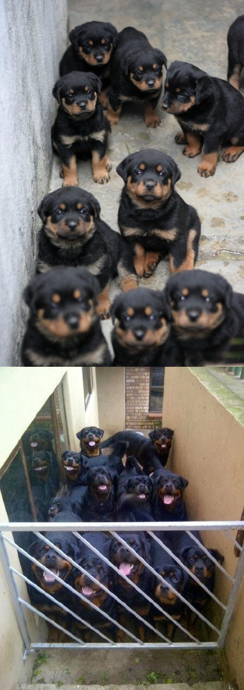 rottweiler jokes rottweiler then and now joke pictures rottweiler jokes rottweiler then and now joke pictures