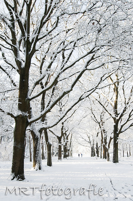 bos, wandelpad, sneeuw, winter, koud, wandeling, bomenrij, bomen