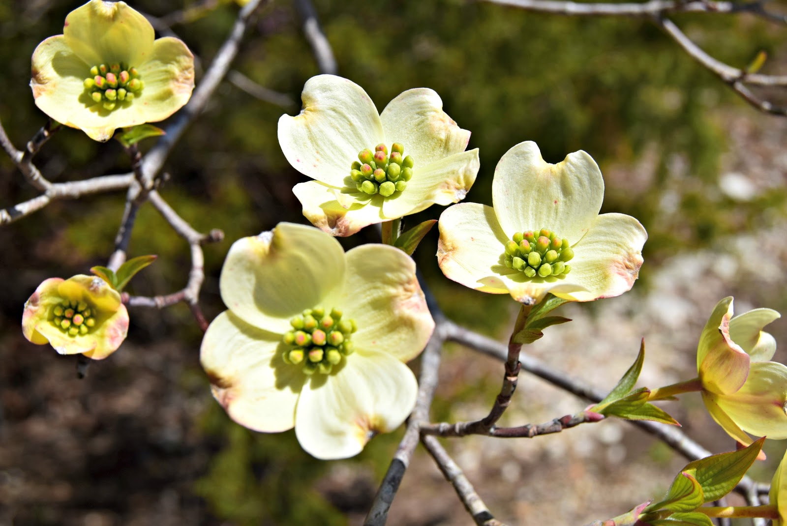 67th Annual Dogwood Festival