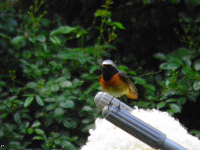 PASARI DIN ROMANIA CODROS DE PADURE (2), Phoenicurus phoenicurus