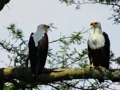 African Fish Eagle on Uganda's Kazinga Channel