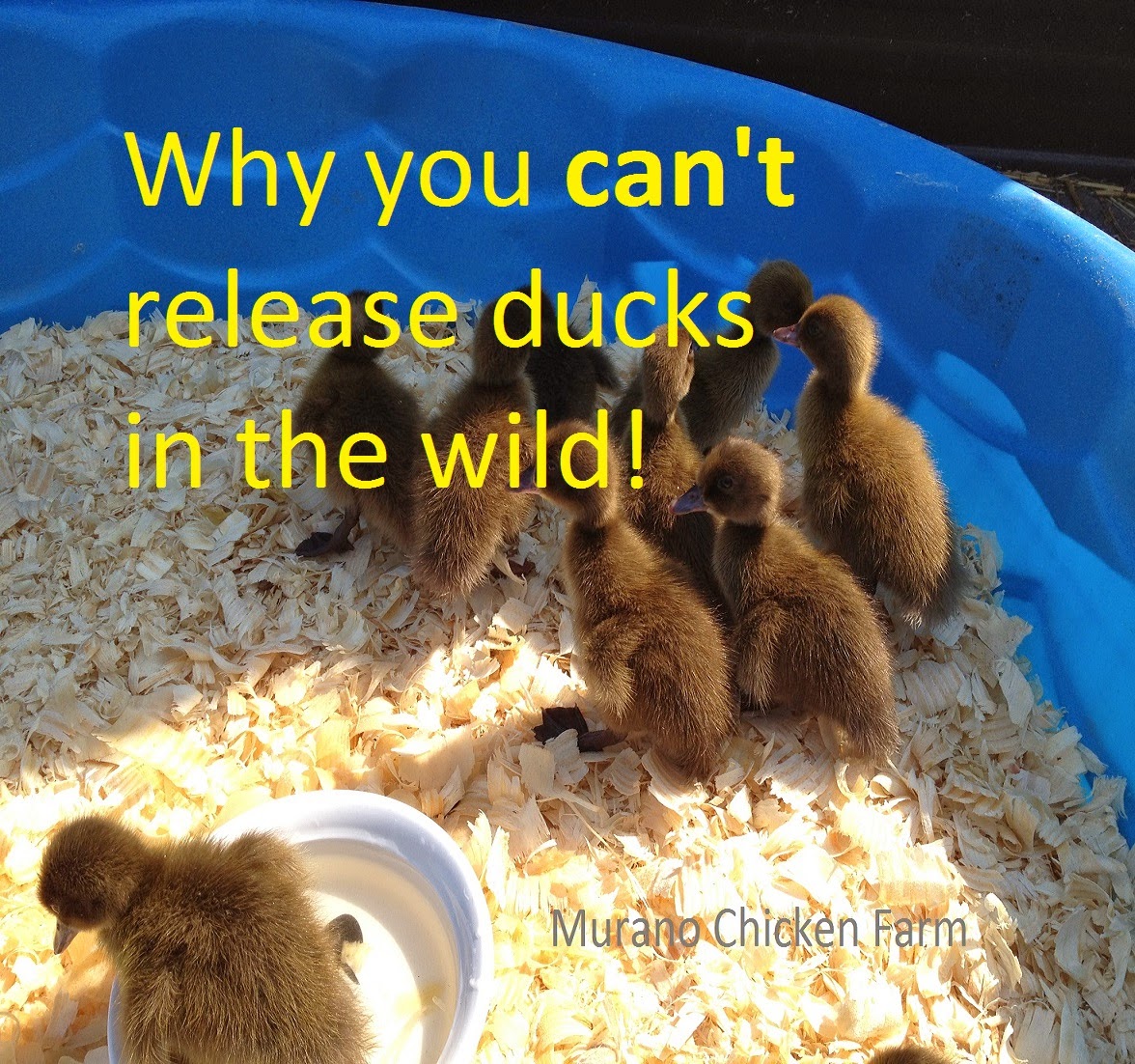 Never release a pet to the wild! Murano Chicken Farm