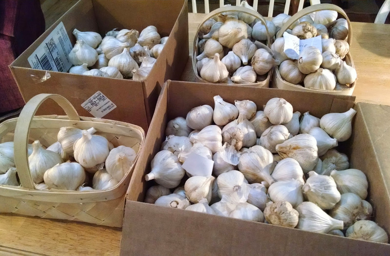 Our Tiny Farm in Western NC Last Chance to Buy Our 2014 Garlic