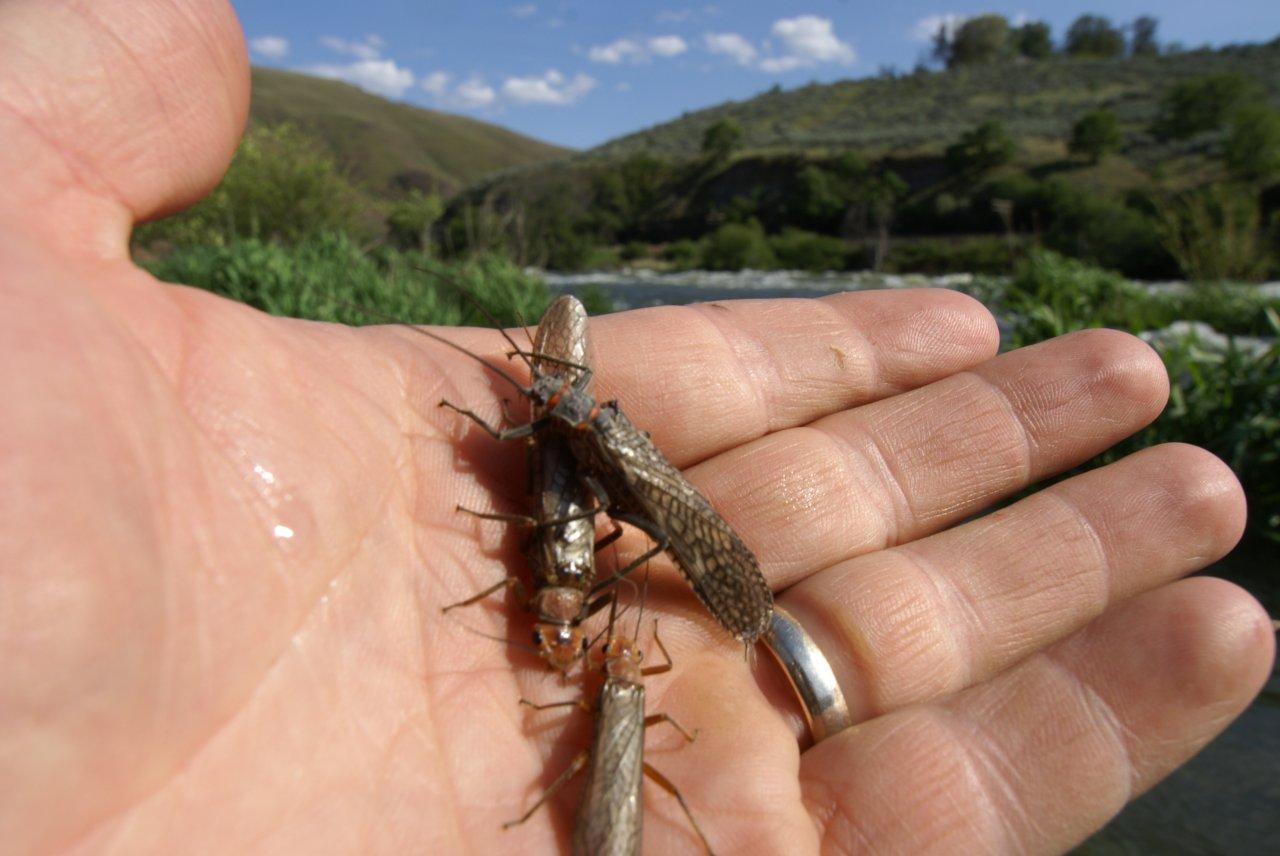 Deschutes River Salmon Fly Water Time Outfitters