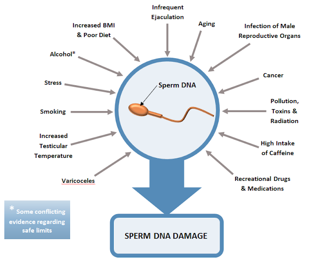 Fragmentasi DNA sperma penyebab teratozoospermia Fragmentasi DNA sperma penyebab teratozoospermia