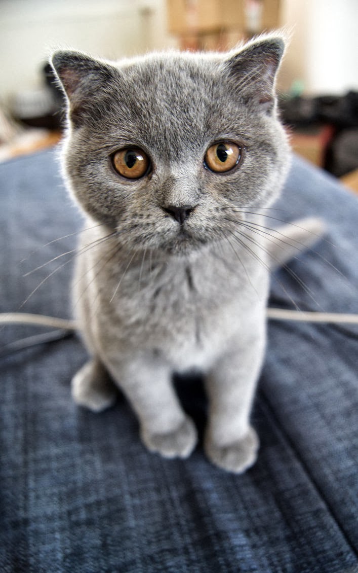 How much does a Scottish Fold Kitten Cost? - Annie Many