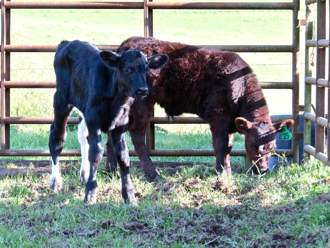 LuAnn Kessi Feeding Yearling Cattle...