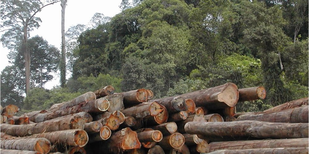 HUTAN LIDUNG HALAM: perlidungan hutan rakyat