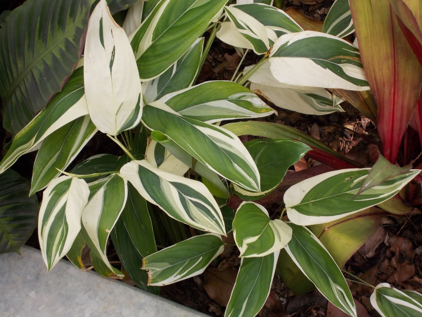 Plants found in Singapore Maranta arundinacea variegated