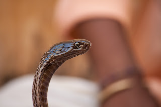 ular kobra berbisa mematikan dan berbahaya