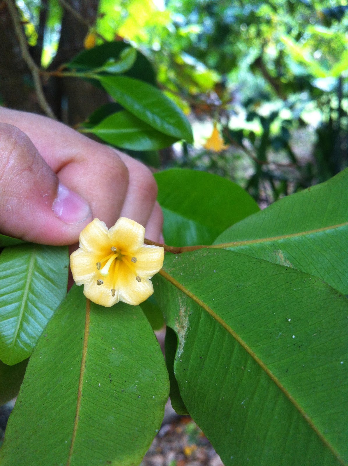 Flora de Puerto Rico Ilustrada Papo Vives: SOLANACEAE Goetzea elegans ...