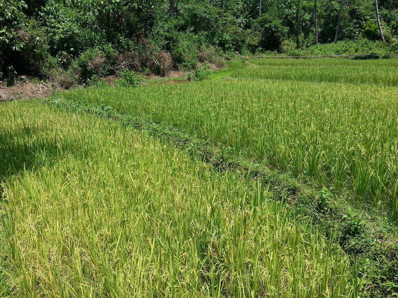 Agricultural Land for Sale in Villaba, Leyte Leyte Cebu Properties