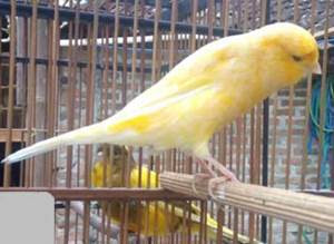 30++ Harga burung kenari f1 betina terbaru